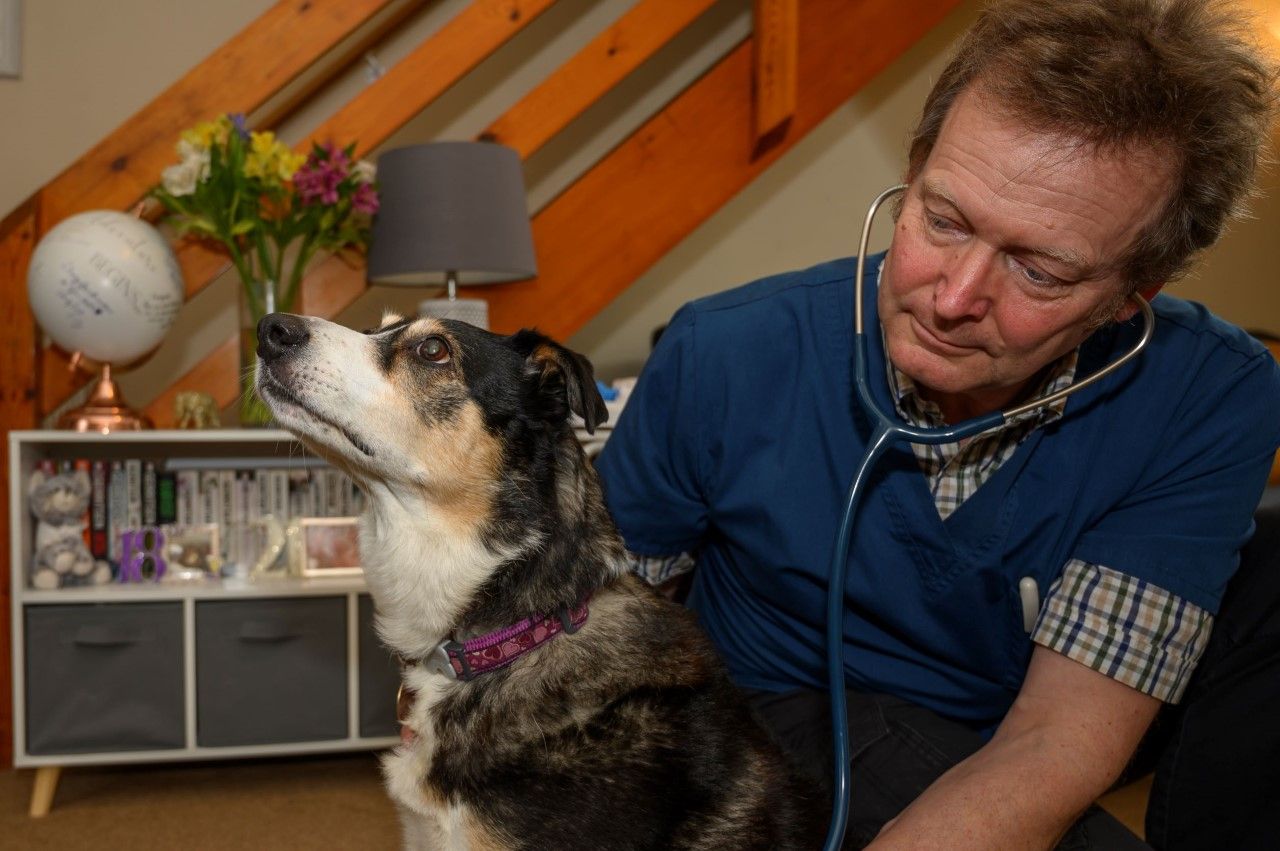 vet examining dog in the home