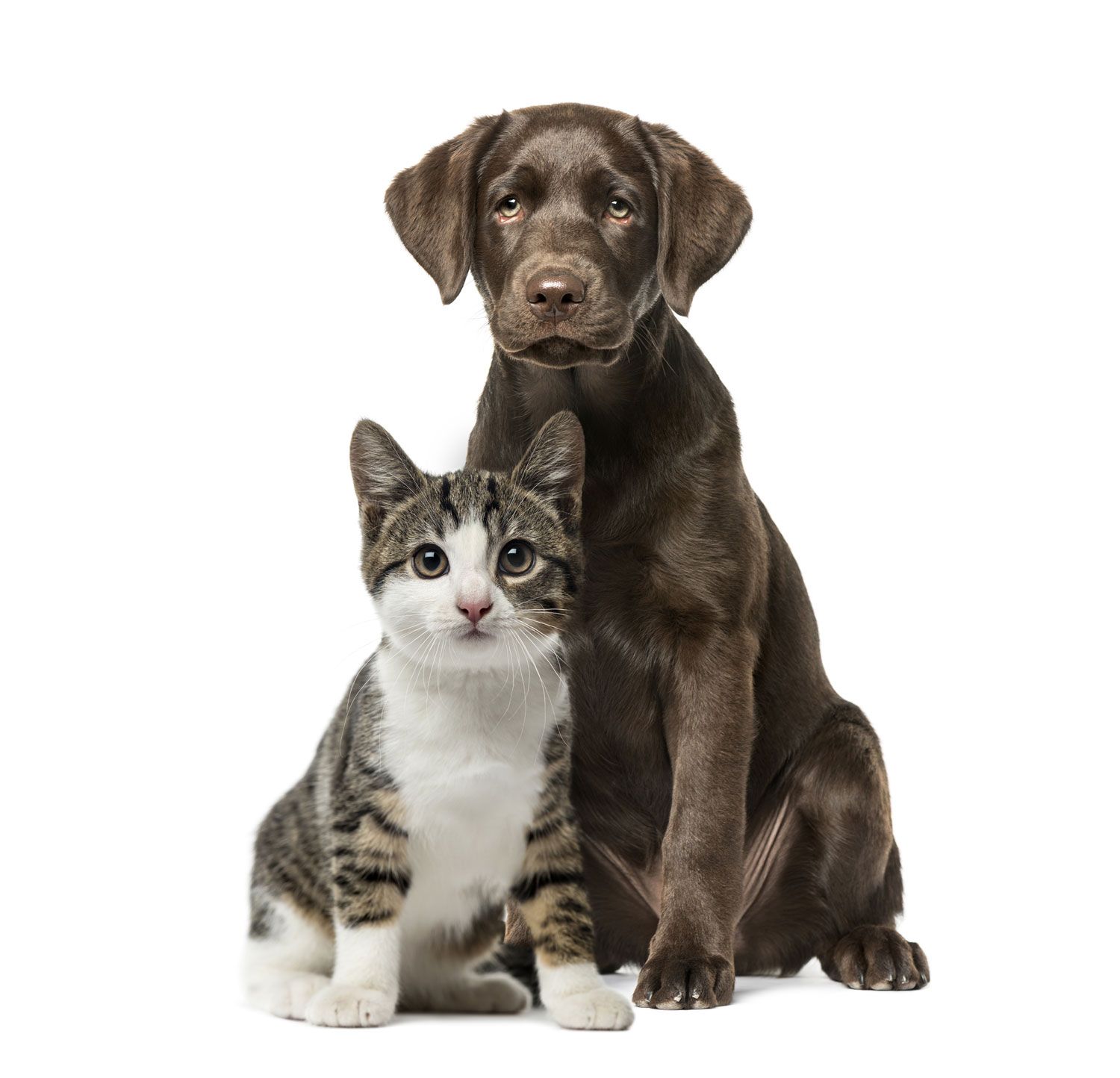 pet-health-plan-162c30c9f322dd