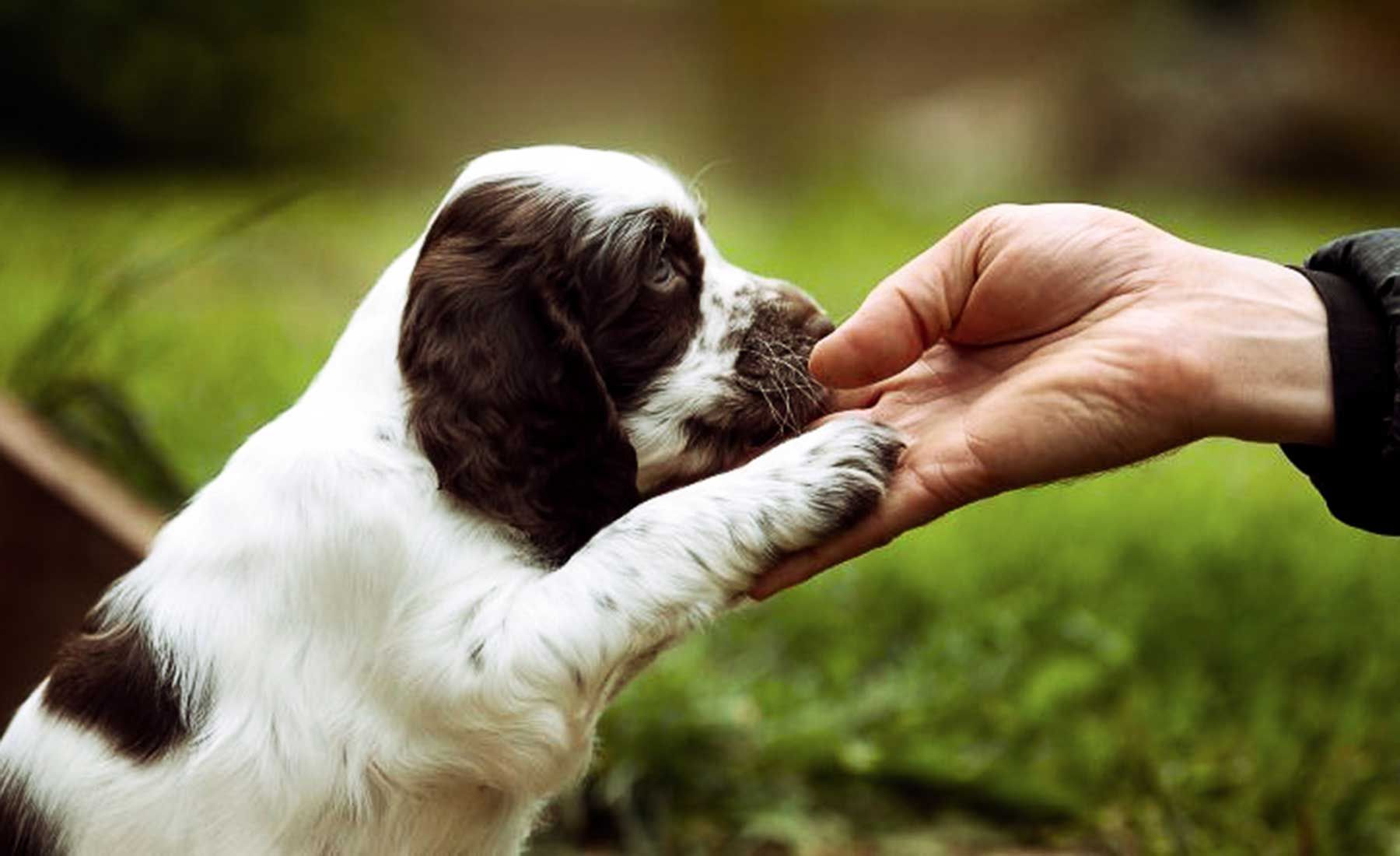 Puppy and kitten packs